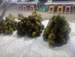 Ayo Goy, Ketanjung Selor Nikmati Buah Durian dengan Harga Terjangkau