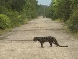 Hewan Langka Muncul di Jalan Poros Tana Tidung, Pemerhati Lingkungan: Kaltara Perlu Suaka Marga Satwa