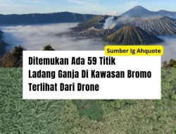 Ditemukan Ada 59 Titik Ladang Ganja Di Kawasan Bromo Terlihat Dari Drone