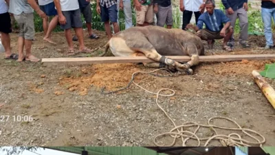 Sapi kurban